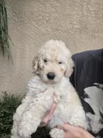 Orange Collar, a female Labradoodle for sale in Spring Hill, FL – 3 of 8