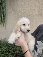 Yellow Collar, a female Labradoodle for sale in Spring Hill, FL – 6 of 9