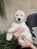 Orange Collar, a female Labradoodle for sale in Spring Hill, FL – 2 of 8