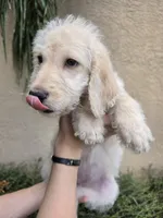 Yellow Collar, a female Labradoodle for sale in Spring Hill, FL – 5 of 9