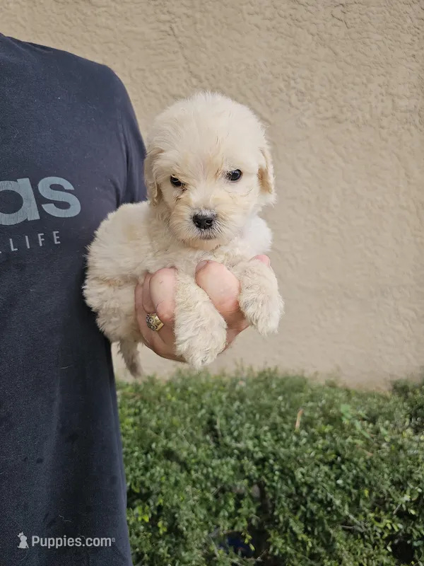 Blue Collar – Labradoodle puppy for sale in Spring Hill, FL