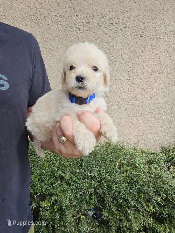Blue Collar – Labradoodle puppy for sale in Spring Hill, FL
