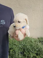 Blue Collar, a male Labradoodle for sale in Spring Hill, FL – Photo 3 of 4