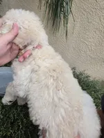 Beige Collar, a female Labradoodle for sale in Spring Hill, FL – 6 of 7