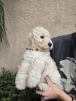 Orange Collar, a female Labradoodle for sale in Spring Hill, FL – 4 of 8