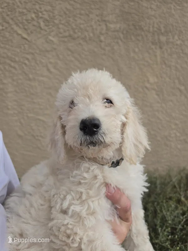 Beige Collar – Labradoodle puppy for sale in Spring Hill, FL