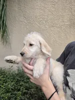 Yellow Collar, a female Labradoodle for sale in Spring Hill, FL – 7 of 9