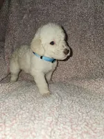Aqua Collar , a female Labradoodle for sale in Spring Hill, FL – Photo 2 of 8