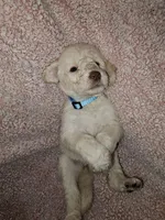 Aqua Collar , a female Labradoodle for sale in Spring Hill, FL – Photo 3 of 8