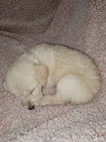 Aqua Collar , a female Labradoodle for sale in Spring Hill, FL – Photo 5 of 8