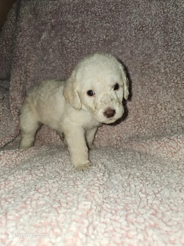 Aqua Collar , a female Labradoodle for sale in Spring Hill, FL – Photo 1 of 8