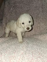 Aqua Collar , a female Labradoodle for sale in Spring Hill, FL – Photo 1 of 8