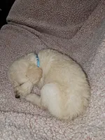 Aqua Collar , a female Labradoodle for sale in Spring Hill, FL – Photo 6 of 8