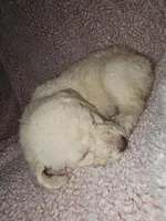 Aqua Collar , a female Labradoodle for sale in Spring Hill, FL – Photo 4 of 8