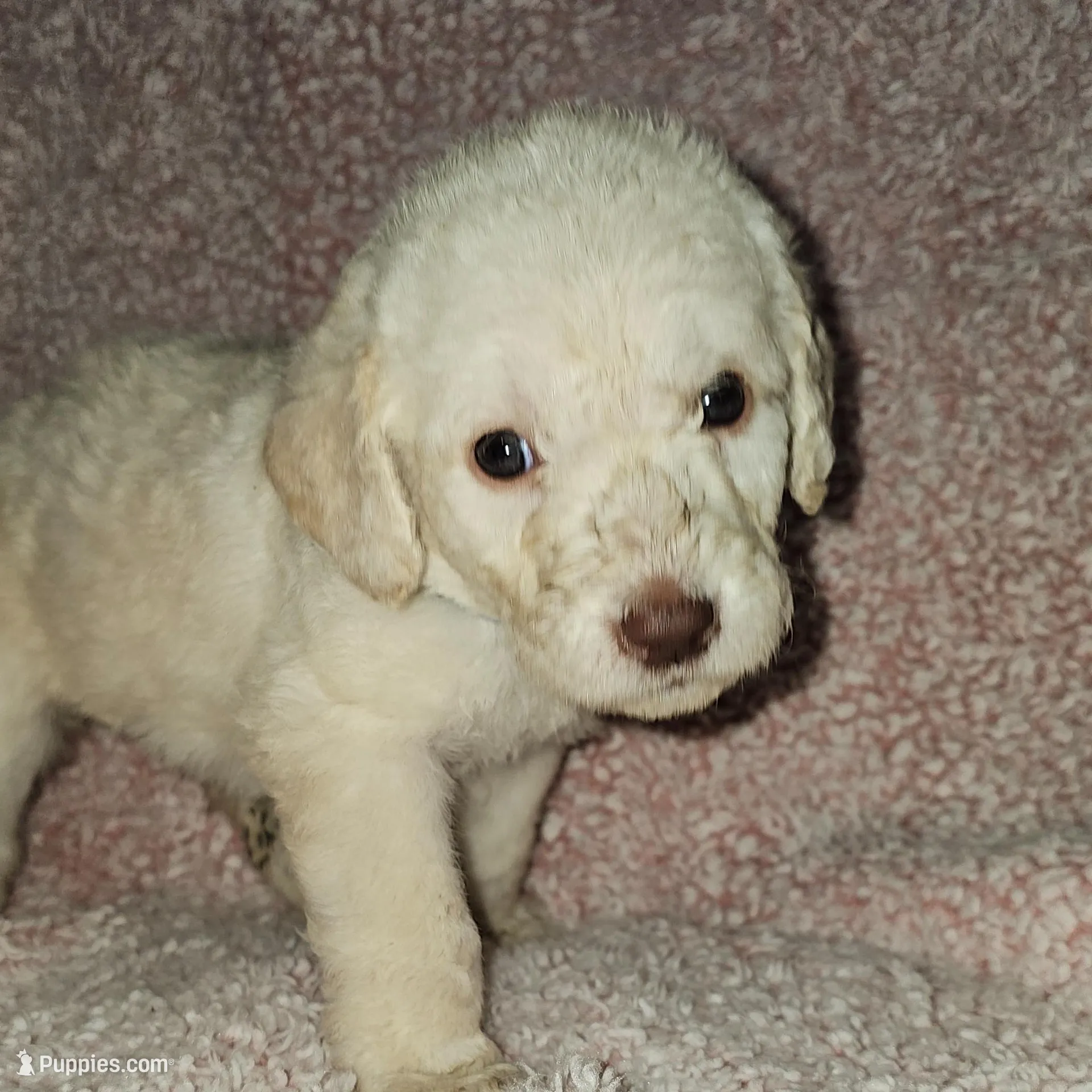 Aqua Collar , a female Labradoodle for sale in Spring Hill, FL – Photo 8 of 8
