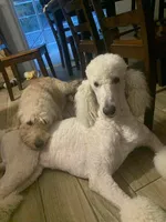 Yellow Collar, a female Labradoodle for sale in Spring Hill, FL – 9 of 9