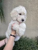 Black Collar, a male Labradoodle for sale in Spring Hill, FL – 5 of 9