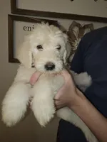 Yellow Collar, a female Labradoodle for sale in Spring Hill, FL – Photo 4 of 5