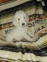 Yellow Collar, a female Labradoodle for sale in Spring Hill, FL – Photo 3 of 5