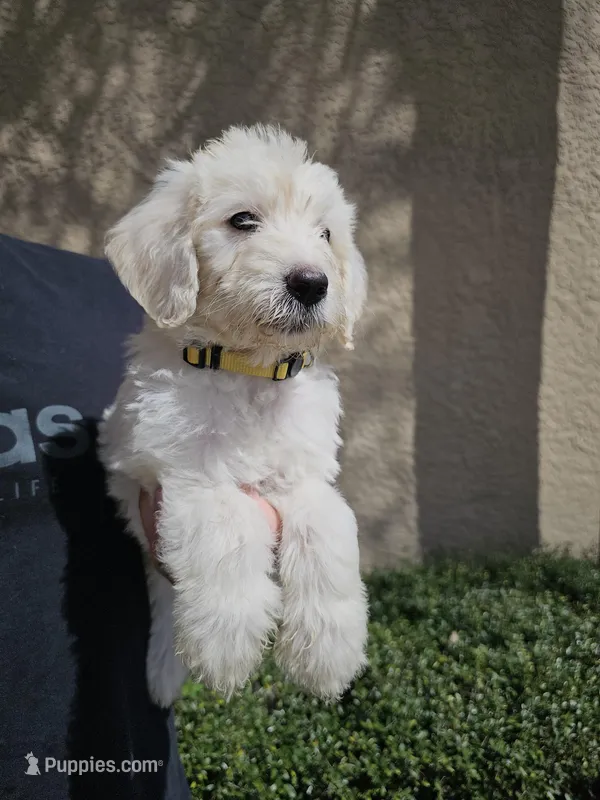 Yellow Collar – Labradoodle puppy for sale in Spring Hill, FL