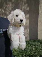 Yellow Collar, a female Labradoodle for sale in Spring Hill, FL – Photo 2 of 5
