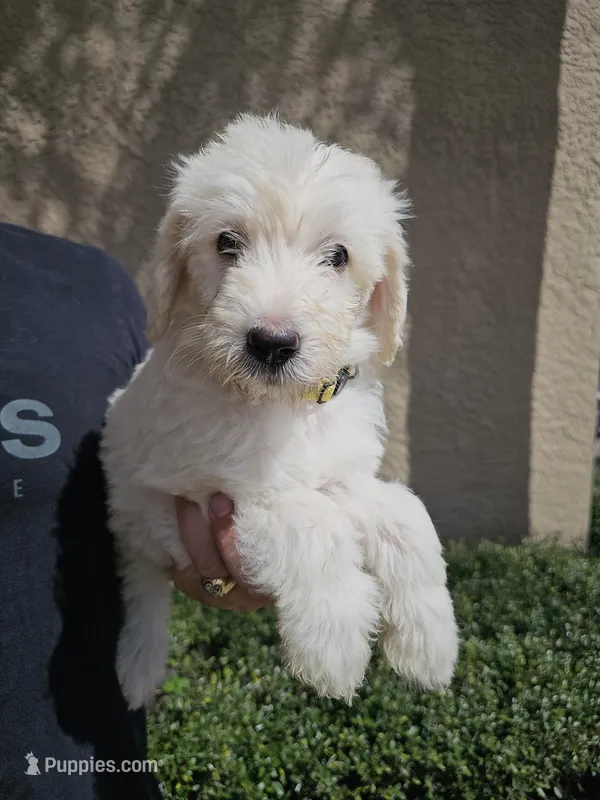 Yellow Collar – Labradoodle puppy for sale in Spring Hill, FL