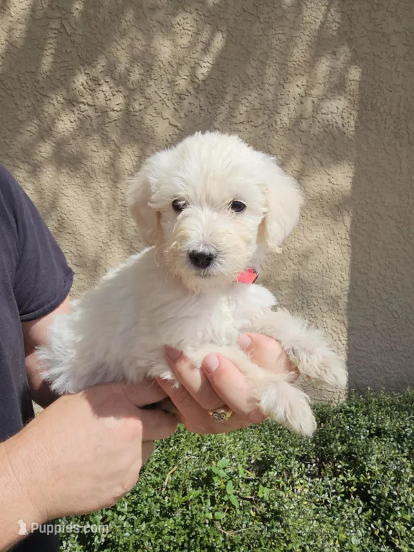 Pink Collar – Labradoodle puppy for sale in Spring Hill, FL