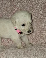 Pink Collar, a female Labradoodle for sale in Spring Hill, FL – Photo 2 of 5