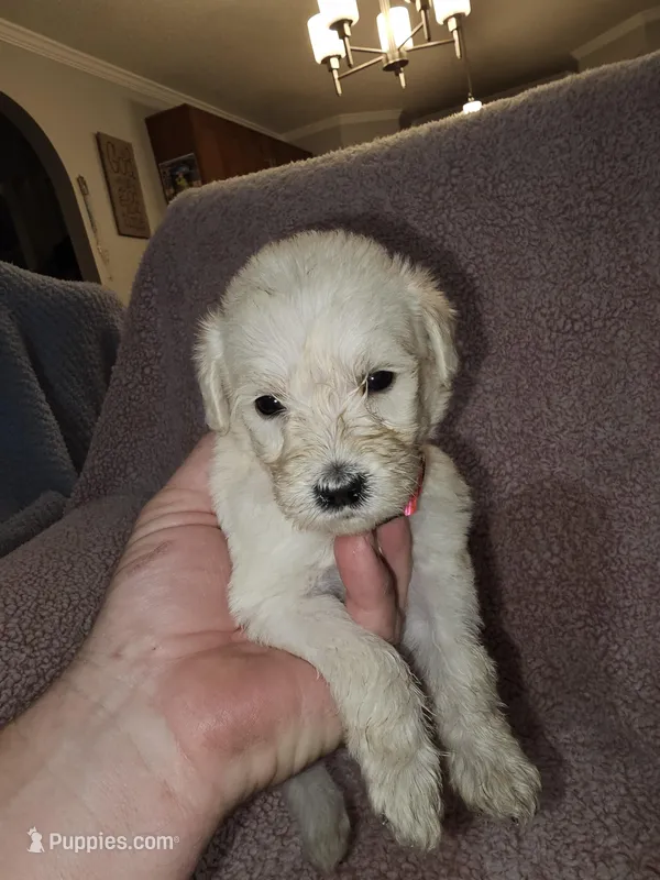Pink Collar, a female Labradoodle for sale in Spring Hill, FL – Photo 1 of 5