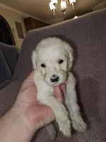 Pink Collar, a female Labradoodle for sale in Spring Hill, FL – Photo 1 of 5
