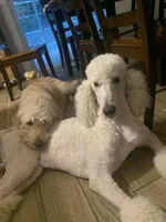 Pink Collar, a female Labradoodle for sale in Spring Hill, FL – Photo 5 of 5