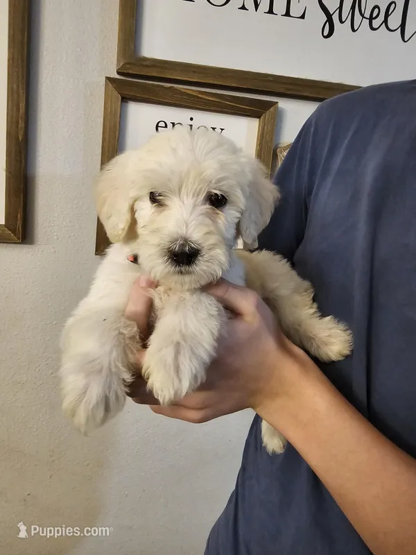 Pink Collar – Labradoodle puppy for sale in Spring Hill, FL