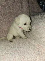 Pink Collar, a female Labradoodle for sale in Spring Hill, FL – Photo 4 of 5