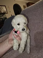Pink Collar, a female Labradoodle for sale in Spring Hill, FL – Photo 3 of 5