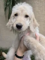 Yellow Collar, a female Labradoodle for sale in Spring Hill, FL – 3 of 9