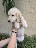Yellow Collar, a female Labradoodle for sale in Spring Hill, FL – 4 of 9