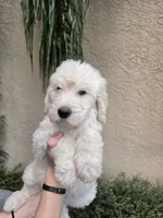 Black Collar, a male Labradoodle for sale in Spring Hill, FL – 2 of 9