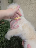 Yellow Collar, a female Labradoodle for sale in Spring Hill, FL – 8 of 9