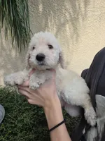 Beige Collar, a female Labradoodle for sale in Spring Hill, FL – 3 of 7