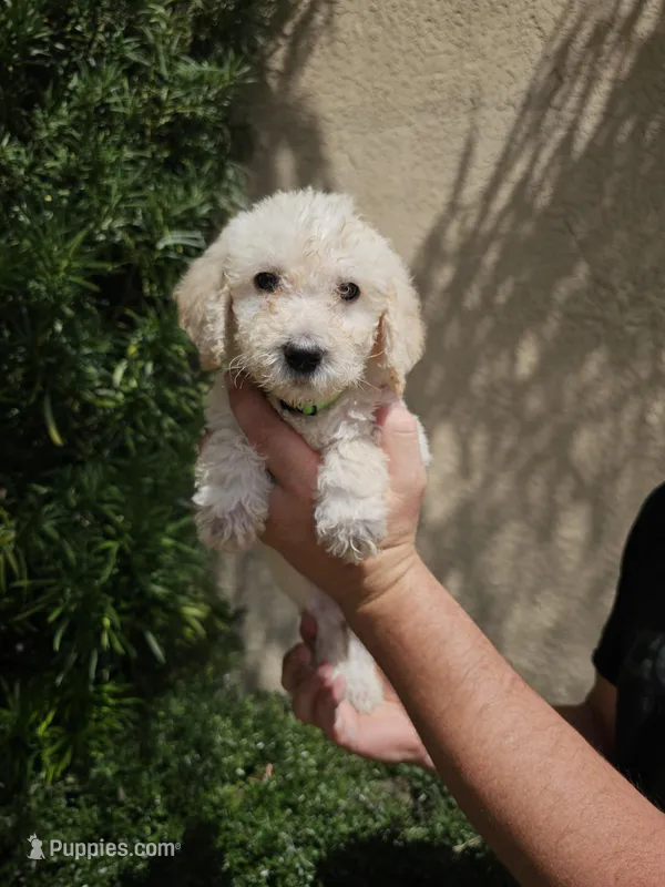 Green Collar – Labradoodle puppy for sale in Spring Hill, FL