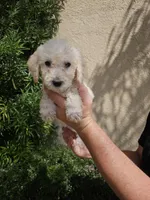 Green Collar, a female Labradoodle for sale in Spring Hill, FL – Photo 2 of 4