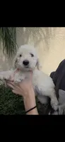 Beige Collar, a female Labradoodle for sale in Spring Hill, FL – 2 of 7