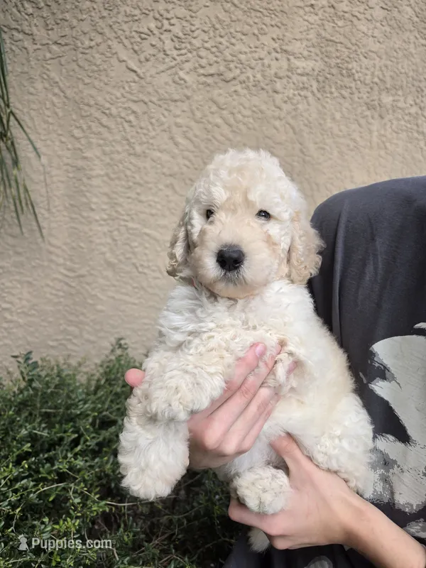 Orange Collar – Labradoodle puppy for sale in Spring Hill, FL