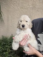 Orange Collar, a female Labradoodle for sale in Spring Hill, FL – 1 of 8