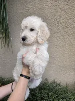 Black Collar, a male Labradoodle for sale in Spring Hill, FL – 4 of 9