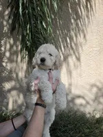 Orange Collar, a female Labradoodle for sale in Spring Hill, FL – 6 of 8
