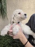 Beige Collar, a female Labradoodle for sale in Spring Hill, FL – 5 of 7