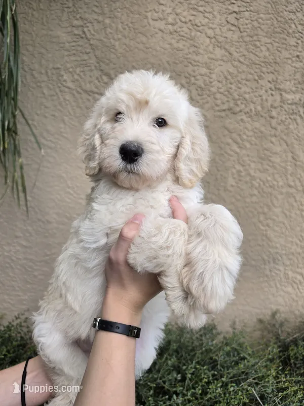 Black Collar – Labradoodle puppy for sale in Spring Hill, FL
