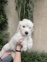 Black Collar, a male Labradoodle for sale in Spring Hill, FL – 7 of 9
