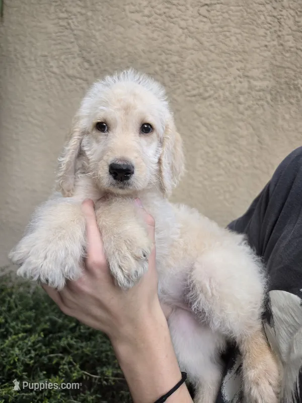 Yellow Collar – Labradoodle puppy for sale in Spring Hill, FL